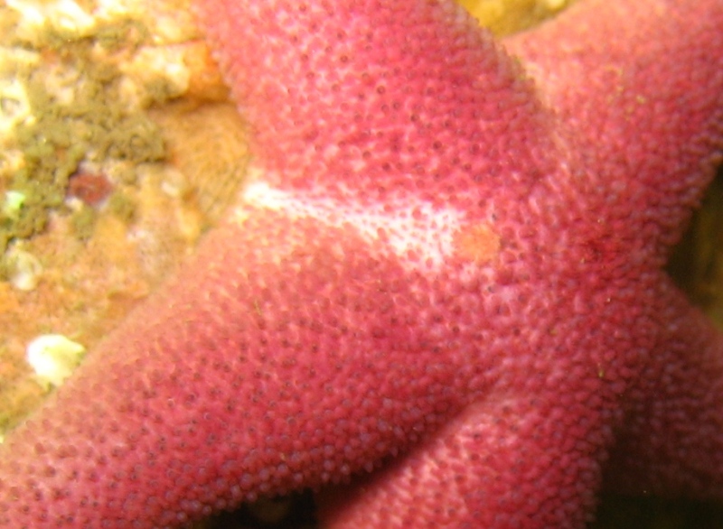 2009-05-24 St Abbs 021.jpg